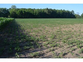 Property photo 41 - 64 Acre Farm Offered in 4 Tracts or in Combinations - Real Estate Auction
